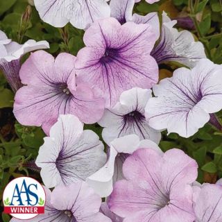 Tidal Wave Silver Petunia Thumbnail